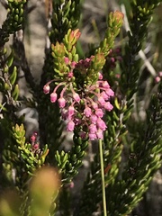 Erica curtophylla