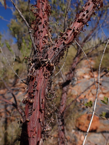 Image of Acacia monticola by (c) Nina Kerr, some rights reserved (CC BY)