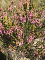 Erica curtophylla