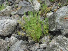 Cruciata pedemontana
