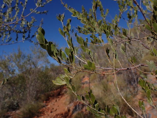 Image of Acacia monticola by (c) Nina Kerr, some rights reserved (CC BY)