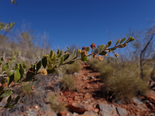 Image of Acacia monticola by (c) Nina Kerr, some rights reserved (CC BY)