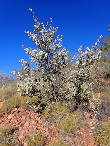 Image of Grevillea wickhamii by (c) Nina Kerr, some rights reserved (CC BY)