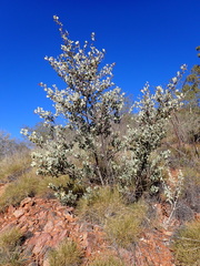 Grevillea wickhamii