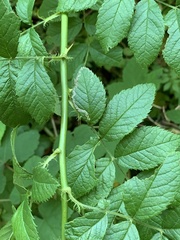 Stigmella rosaefoliella