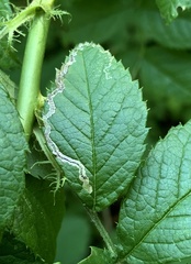 Stigmella rosaefoliella