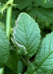 Stigmella rosaefoliella
