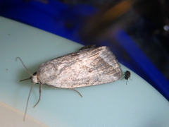 Phyllophila obliterata