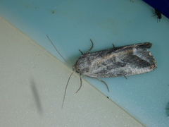 Phyllophila obliterata