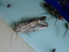 Phyllophila obliterata