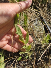 Centaurium erythraea