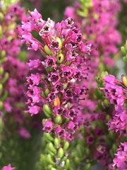 Erica curtophylla
