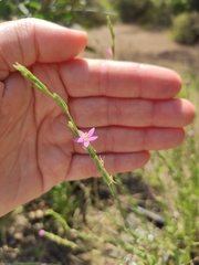 Centaurium erythraea