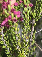 Erica curtophylla