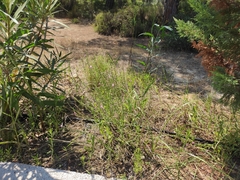 Centaurium erythraea