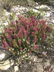 Erica curtophylla
