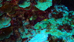 Pomachromis guamensis