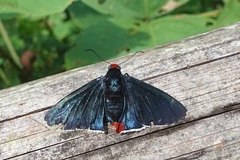 Pyrrhopyge phidias