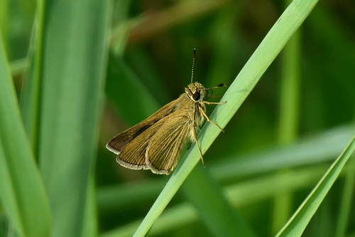 Swarthy Skipper photo 4