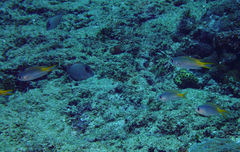 Pomachromis guamensis