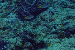 Pomachromis guamensis