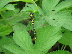 Burmagomphus collaris