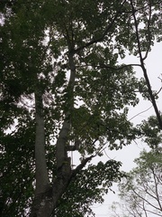 Gallesia integrifolia