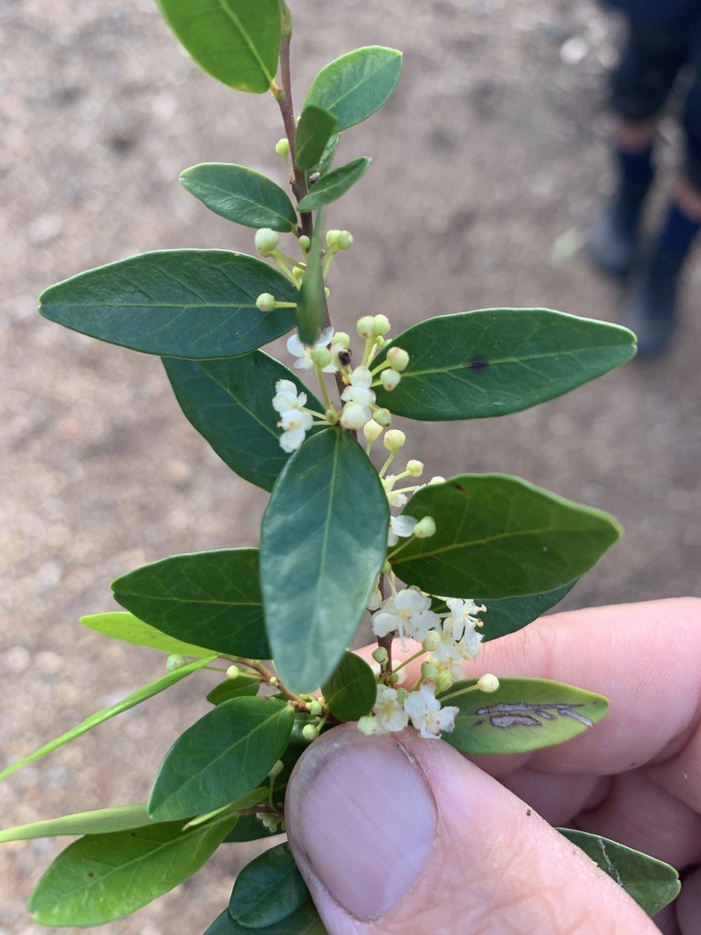 Neoroepera buxifolia