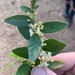 Neoroepera buxifolia - Photo (c) Geoffrey Sinclair, algunos derechos reservados (CC BY-NC), subido por Geoffrey Sinclair