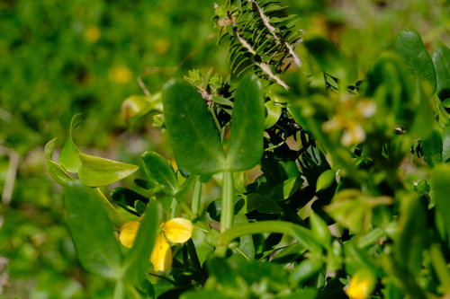 Image of Coast Twinleaf (Roepera billardierei) by (c) Peter Crowcroft, some rights reserved (CC BY)