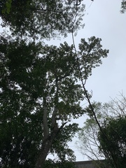 Gallesia integrifolia