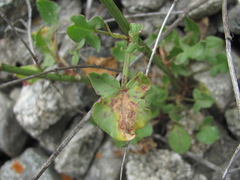 Rumex hastifolius