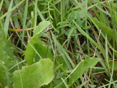 Platycnemis pennipes