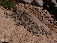 Glinus lotoides