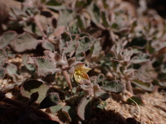 Glinus lotoides