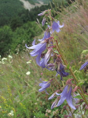 Campanula sarmatica