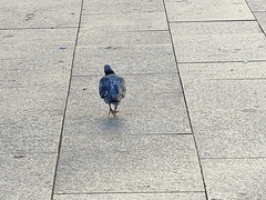 Columba livia domestica