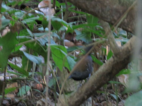 Black-throated Antbird (Myrmophylax atrothorax), photo 6