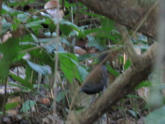 Myrmophylax atrothorax