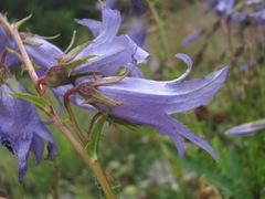 Campanula sarmatica