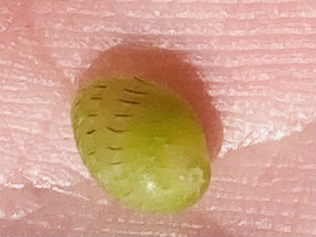 Smaragdia rangiana