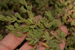 Threlkeldia diffusa