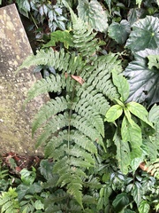 Athyrium opacum
