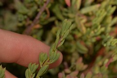 Threlkeldia diffusa