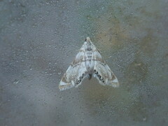 Eoparargyractis plevie