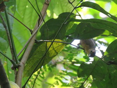 Myrmotherula menetriesii