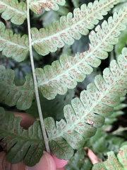 Athyrium opacum