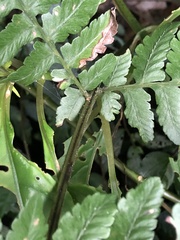 Athyrium opacum