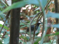 Myrmoborus leucophrys