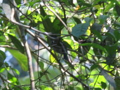 Cercomacra cinerascens